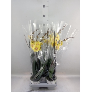 Phalaenopsis  'Manta Palau'