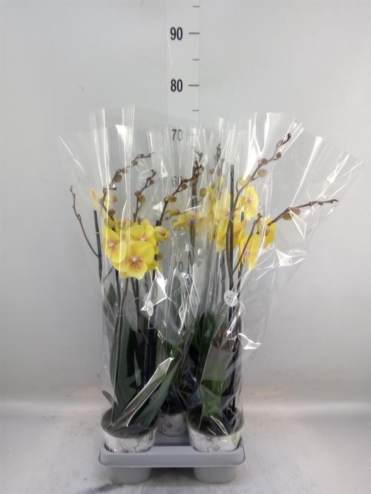 <h4>Phalaenopsis  'Manta Palau'</h4>