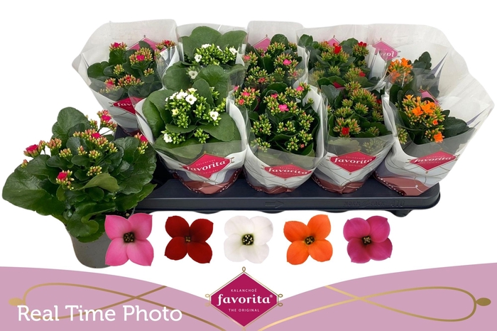 <h4>KAL EN GEM 5 KL</h4>