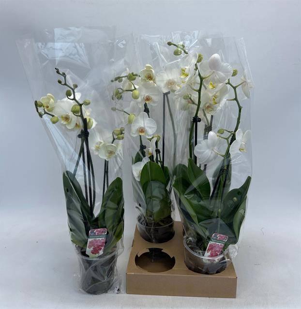 <h4>PHAL OV WIT</h4>