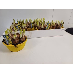 Narcissus Tete a Tete 16Ø 12cm