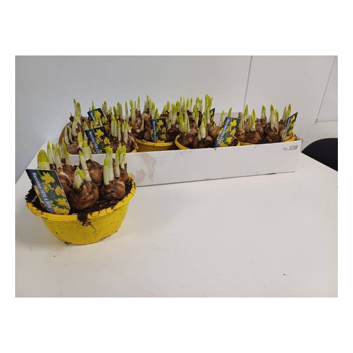 <h4>Narcissus Tete a Tete 16Ø 12cm</h4>