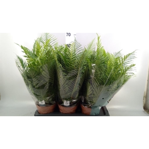 Blechnum gibbum 'Silver Lady'