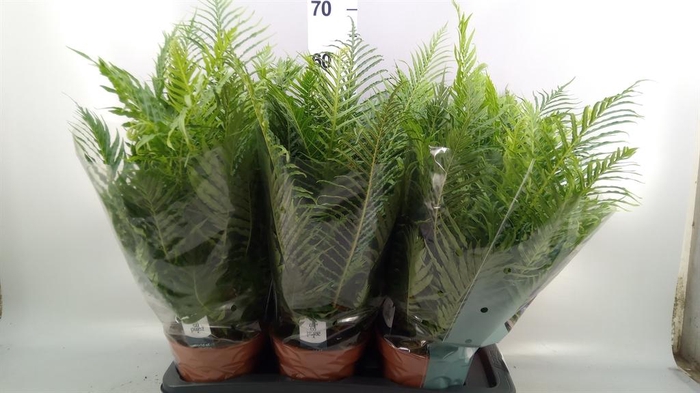 <h4>Blechnum gibbum 'Silver Lady'</h4>