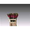 Antir Avignon Rose