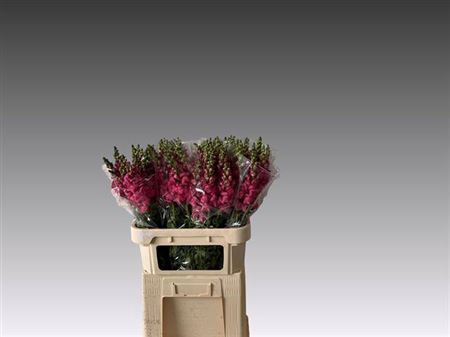 Antir Avignon Rose