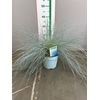 festuca/ rosmarin