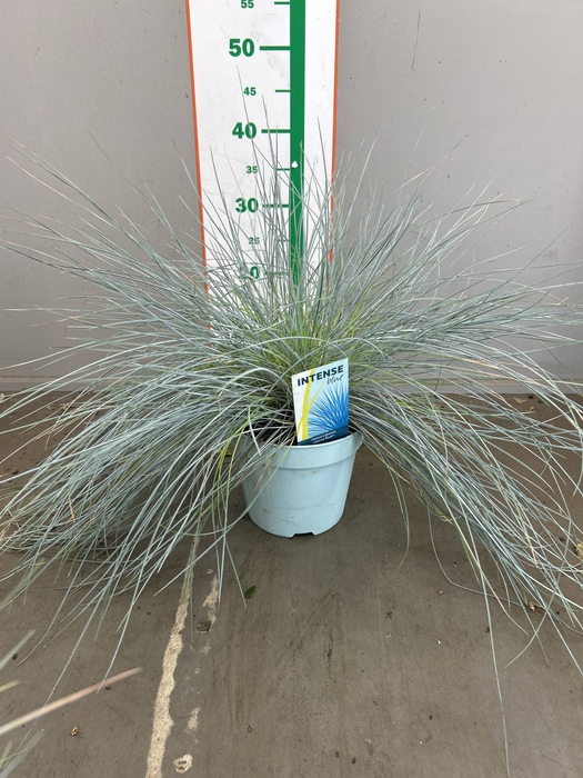 festuca/ rosmarin
