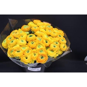 Cloni Super Geel Xxl