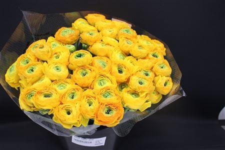 <h4>Cloni Super Geel Xxl</h4>