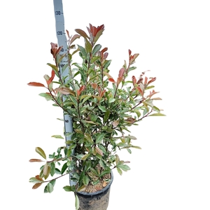 Photinia fras. 'Pink Marble'