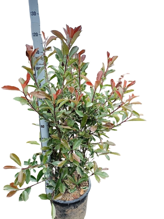 <h4>Photinia fras. 'Pink Marble'</h4>