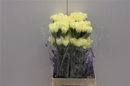 <h4>Di St Hermes Yellow</h4>