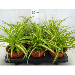 Chlorophytum com. 'Variegatum'