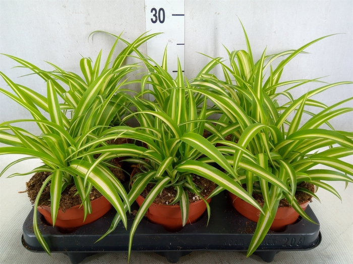 <h4>Chlorophytum com. 'Variegatum'</h4>