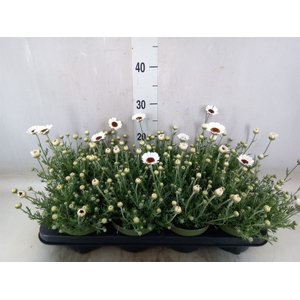 Rhodanthemum  'Casablanca'