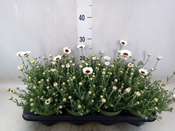 <h4>Rhodanthemum  'Casablanca'</h4>