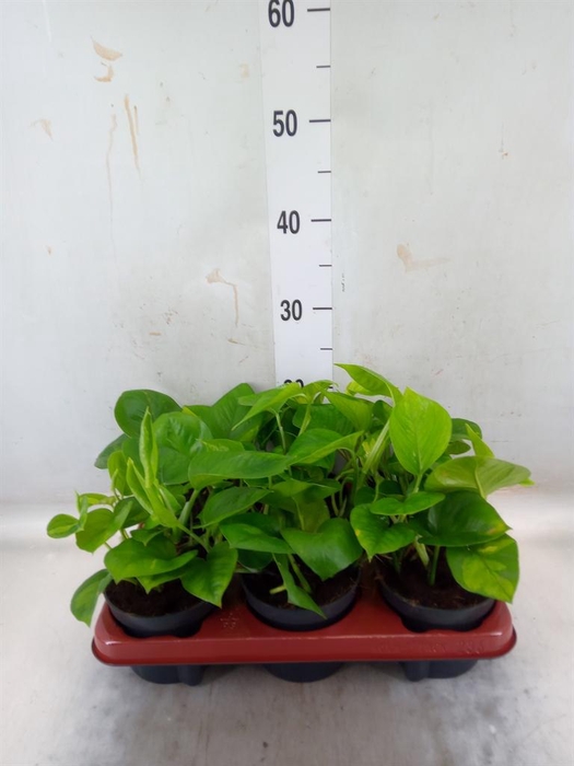 <h4>Epipremnum pinn. 'Global Green'</h4>