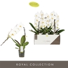 Phal Formidablo Niagara Falls