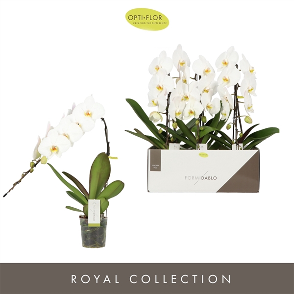 <h4>Phal Formidablo Niagara Falls</h4>