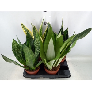 Sansevieria trifa.   ...