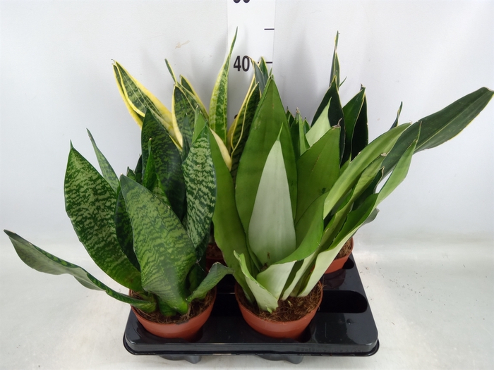 <h4>Sansevieria trifa.   ...</h4>