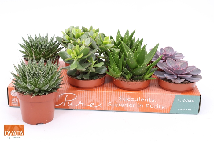 <h4>SUCC GEM 4 SRT</h4>