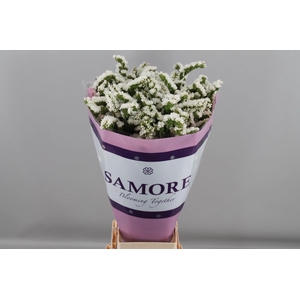 Limonium sinuatum 'Silvery Sun Bir'