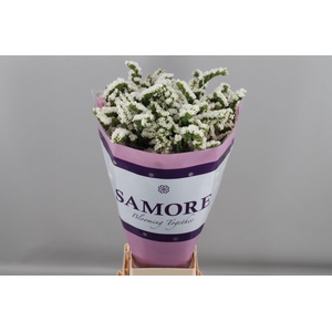 LIMONIUM SINUATUM 'SILVERY SUN BIR'