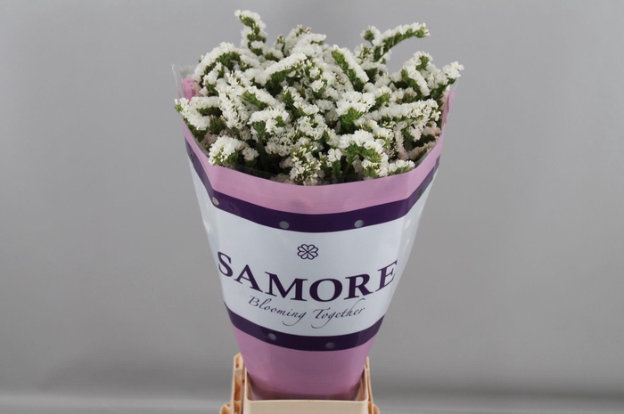 <h4>Limonium sinuatum 'Silvery Sun Bir'</h4>