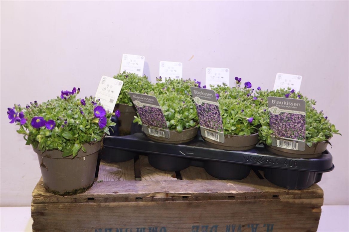 <h4>Aubr Gracilis</h4>