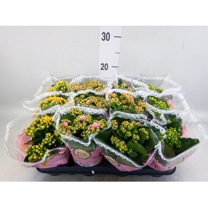 Kalanchoe blos.   ..mix