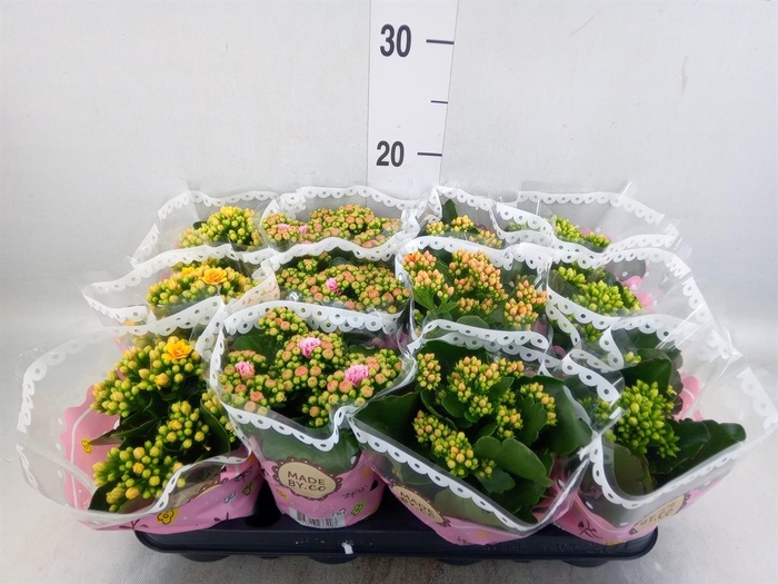 <h4>Kalanchoe blos.   ..mix</h4>