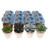 Succulenten overig gemengd Potcover Indian line, PV8026