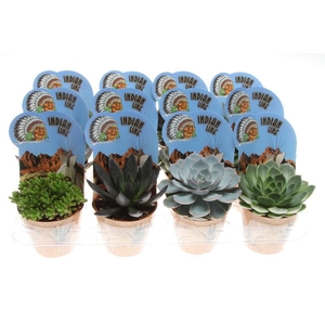 Succulenten overig gemengd Potcover Indian line, PV8026