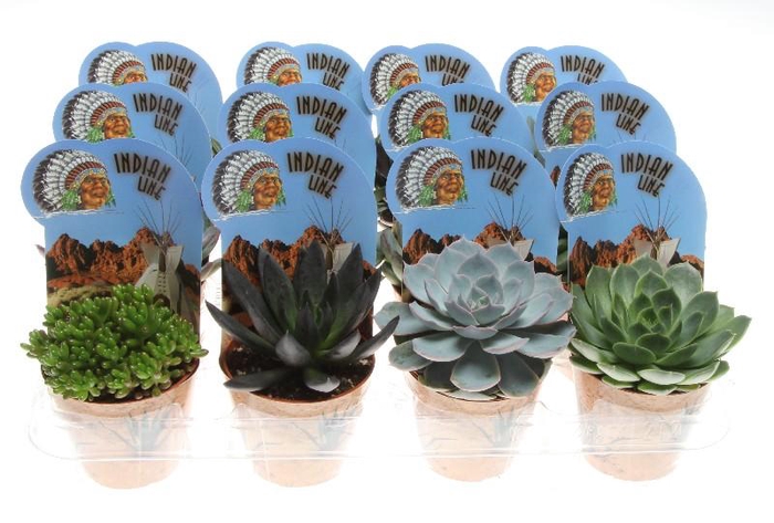 <h4>Succulenten overig gemengd Potcover Indian line, PV8026</h4>