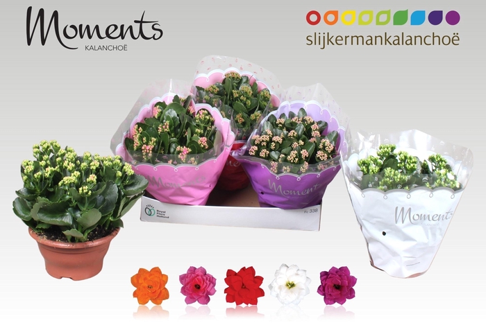 <h4>KAL GE GEM 5 KL</h4>