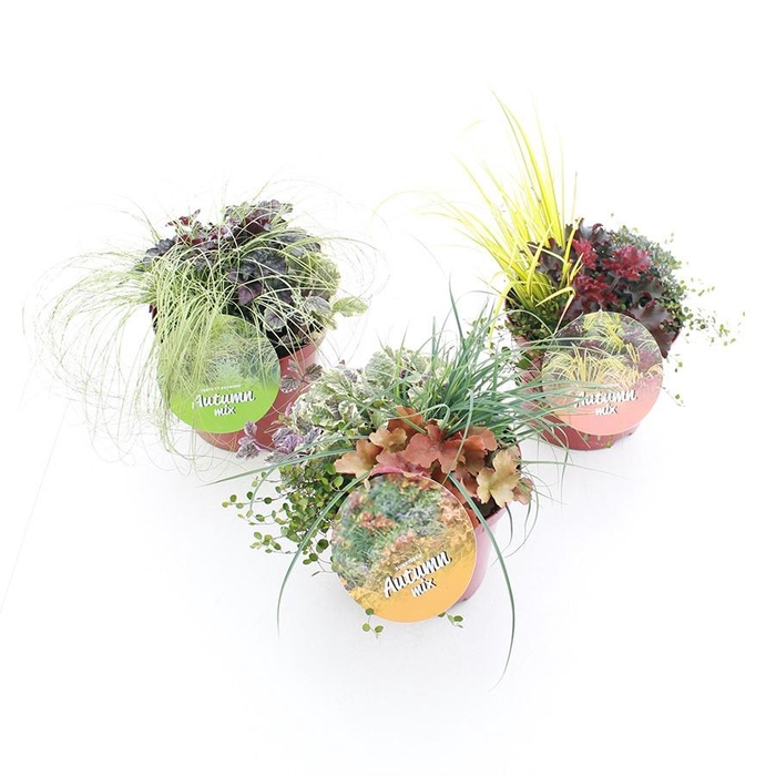 <h4>Autumn (herfst) Mix C5 (23cm.)</h4>