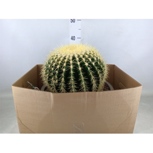 Echinocactus grusonii