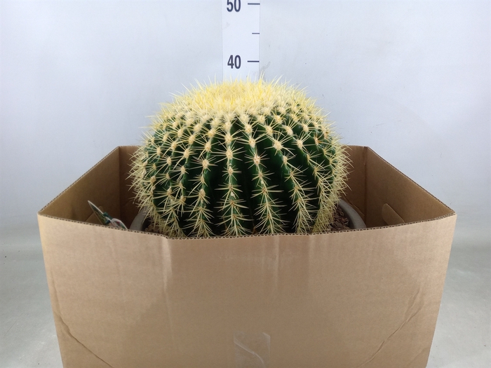 <h4>Echinocactus grusonii</h4>
