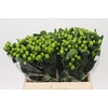 Hypericum Lucky Romance