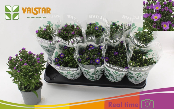<h4>ASTE STARL GEM</h4>