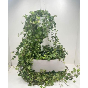 Hedera helix 'Pittsburgh'