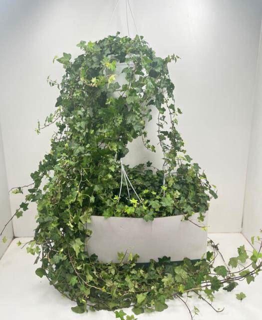 <h4>Hedera helix 'Pittsburgh'</h4>