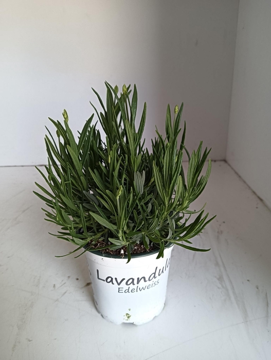 <h4>Lavendel Lavandula edelweiss wit</h4>