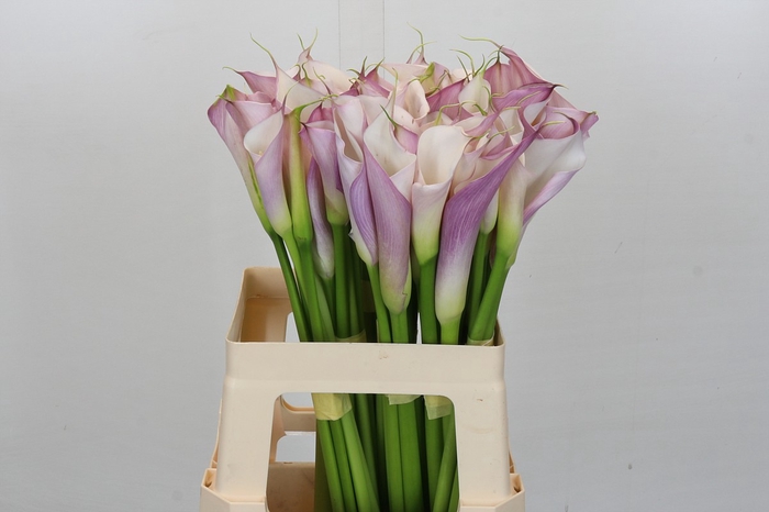 <h4>Zantedeschia Eydolls Purple White</h4>