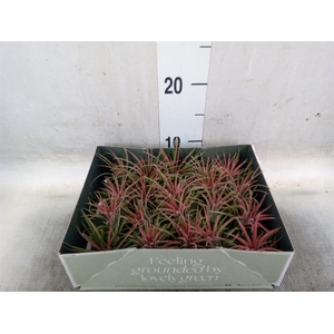 Tillandsia