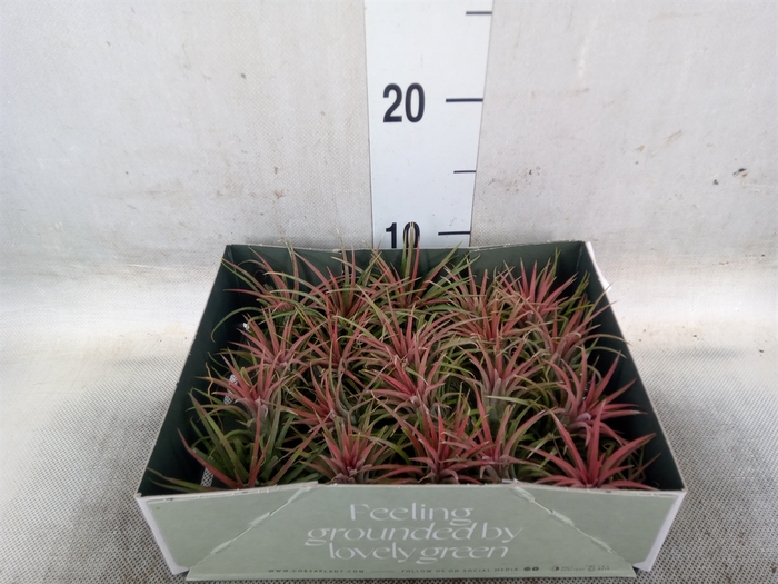 <h4>Tillandsia</h4>