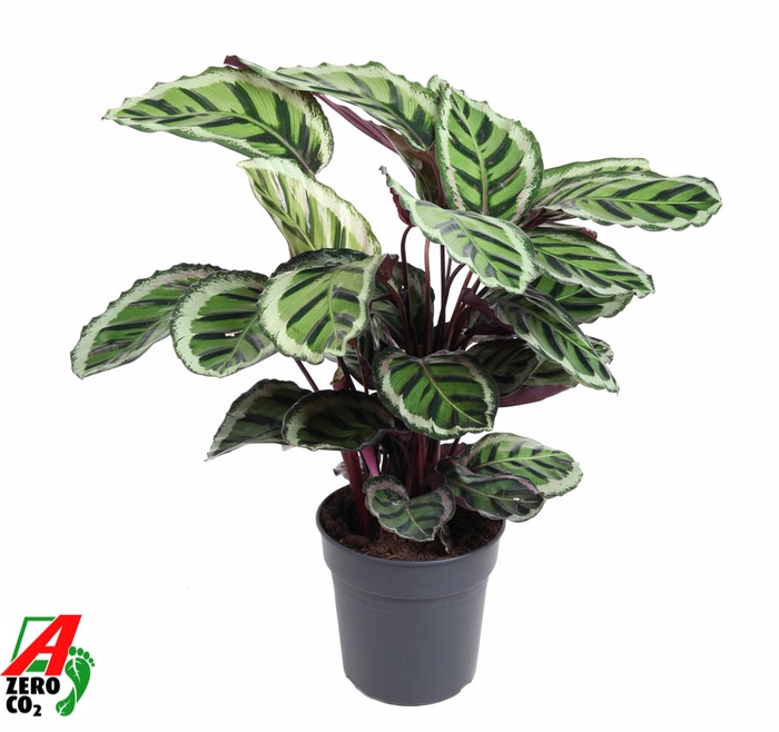 <h4>Calathea Angela</h4>