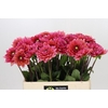 Dahlia Salmon Runner